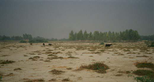 Suelo salino en India (zona del Punjab prácticamente llana y sin salida de drenaje).