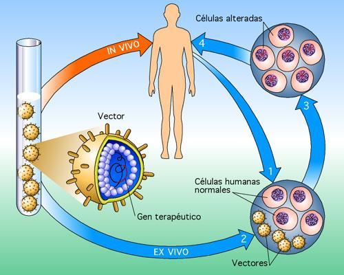 A partir de la Ingeniería genética y la Biotecnología, se perciben tres áreas prometedoras en el campo de la vacunación: la administración de vacunas a través de las mucosas, las vacunas de ADN y las