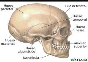 COMPONENTES DEL ESQUELETO AXIAL Está integrado por los huesos de la cabeza y el tronco La cabeza es una formación