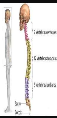 CONJUNTO ESQUELÉTICO, ARTICULAR DEL TRONCO COLUMNA VERTEBRAL Se encuentra formada por anillos óseos aislados ordenadamente uno sobre otro llamados vértebras (huesos esponjosos finos).