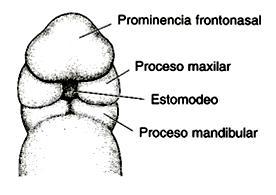 meninges (caudales al procencéfalo) - del mesodermo lateral formando: cartílagos laríngeos (aritenoides y cricoides) tejido conectivo de esta región laríngea.