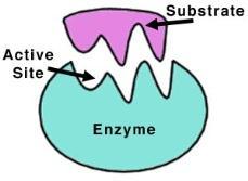 Propiedades de las enzimas Especificidad: una sola sustancia (el sustrato), o un grupo reducido de