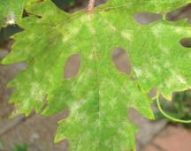 . PRÁCTICAS CULTURALES Una buena medida para mejorar el control de esta enfermedad es la práctica de las podas en verde (eliminación de hojas, desnietado y
