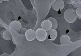 La microbiota oral 5 ph 7,5 7 Arg+ 6,5 6 Arg- A 5,5 0 2 4 6 8 10 12 14 16 B Tiempo (h) Figura 2. Doble efecto probiótico de la bacteria Streptococcus dentisani.