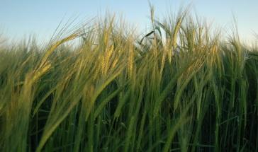 Uso de Caña y hoja de maíz, considerando que en 2013 se cosecharon 7.1 millones de hectáreas que representan importantes volúmenes de biomasa (aproximadamente 17.