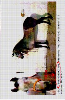re-identificación Dos dígitos, que corresponden a la especie animal, 01 para los equinos Tres dígitos, aún sin asignar Los números 0724 que identifican al país, España Dos