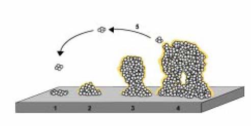 Etapas en la formación de la biocapa Adherencia sobre la superficie: BGN: estructuras mótiles: flagelos, fimbrias tipo I,IV, curli ( P. aeruginosa, E.coli, V.cholerae, S. enterica).