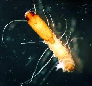 89 1.5.9 Familia Dolichopodidae Figura 77. Inmaduro de Stratiomydae Ecología Las larvas se encuentran generalmente entre los márgenes de los sistemas lóticos y lénticos, entre detritus.
