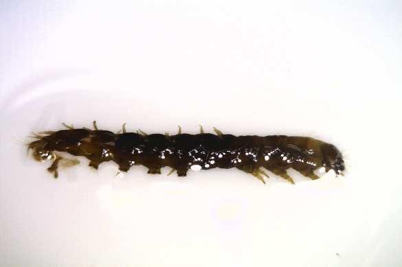 El estado larval tiene una duración de dos a tres años durante los cuales se producen varias mudas.