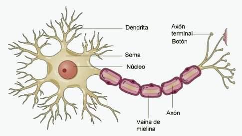 PARTES DE LA NEURONA Célula