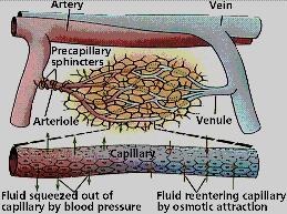 Flujo sanguíneo y permeabilidad capilar.