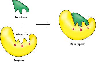 Unión a proteínas plasmáticas. Las moléculas de los fármacos se pueden unir a proteínas plasmáticas. Con mucho es la albúmina la que tiene mayor capacidad de fijación.