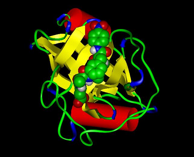 El sistema del citocromo P-450 (también se simboliza como CYP) está compuesto por varias familias de isoenzimas que contienen el grupo hemo.