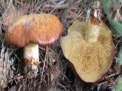 Producción de gírgolas sobre troncos de álamo Pleurotus ostreatus INTA Función de los hongos en la naturaleza Dentro de la cadena trófica o alimenticia, los hongos cumplen una función degradadora,