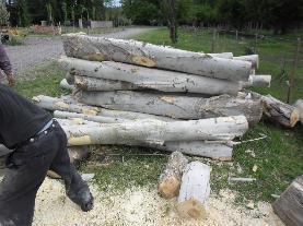 Elección de la madera El principal alimento de las gírgolas son largas cadenas carbonadas de hemicelulosa, celulosa y lignina; que se encuentran en maderas bandas y blancas presentes en álamos y