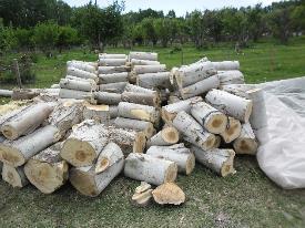 Siempre debemos elegir madera recientemente cortada, cuya antigüedad no deberá ser mayor de 30 días. No es recomendable utilizar troncos quemados, podridos o enfermos.