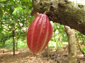 Clasificación comercial del cacao La Organización Internacional del Cacao (ICCO) para efectos comerciales e industriales clasifica al cacao en: a) Cacao convencional, básico, bulk, común o normal En