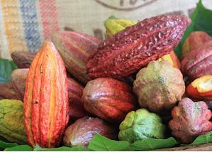 UU, cacao común en Europa, bulk en ambas regiones (aunque también se refiere al cacao embarcado a granel sin sacos). A esta variedad pertenece el cacao CCN-51. Proviene de la variedad Forastero.