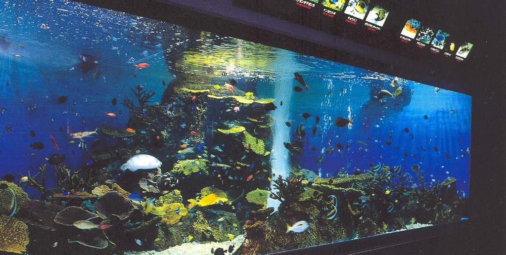 6 Centro de Estudios de la Biodiversidad de Tamaulipas Acuario Acción a realizar: Edificar un acuario que permita el estudio y exhibición de organismos acuáticos, iniciando con las lagunas de agua