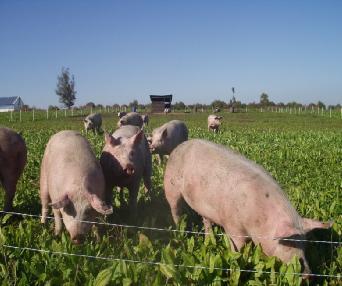 TRATAMIENTOS: Animales y Alimentos Cerdos híbridos criados al aire libre en la fase final de engorde (90-145 kg PV) Sometidos a 4 tratamientos: Ración estándar - sin pastura Ración estándar - con