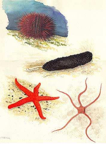 Equinodermos 1. Las estrellas de mar o los erizos de mar viven en las costas y en el fondo del mar. 2.