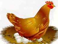 Reproducción de las Aves Las aves son ovíparas, es decir, se reproducen por huevos. El proceso es el siguiente: La fecundación es interna.