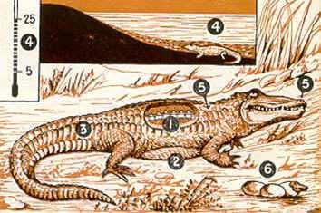 Características de los Reptiles 1.