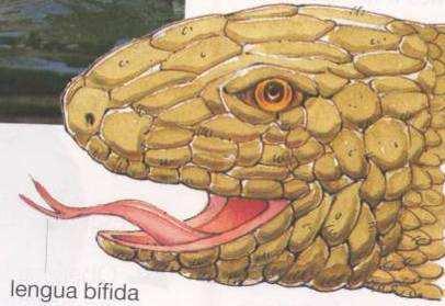 Algunos reptiles poseen lengua bífida.