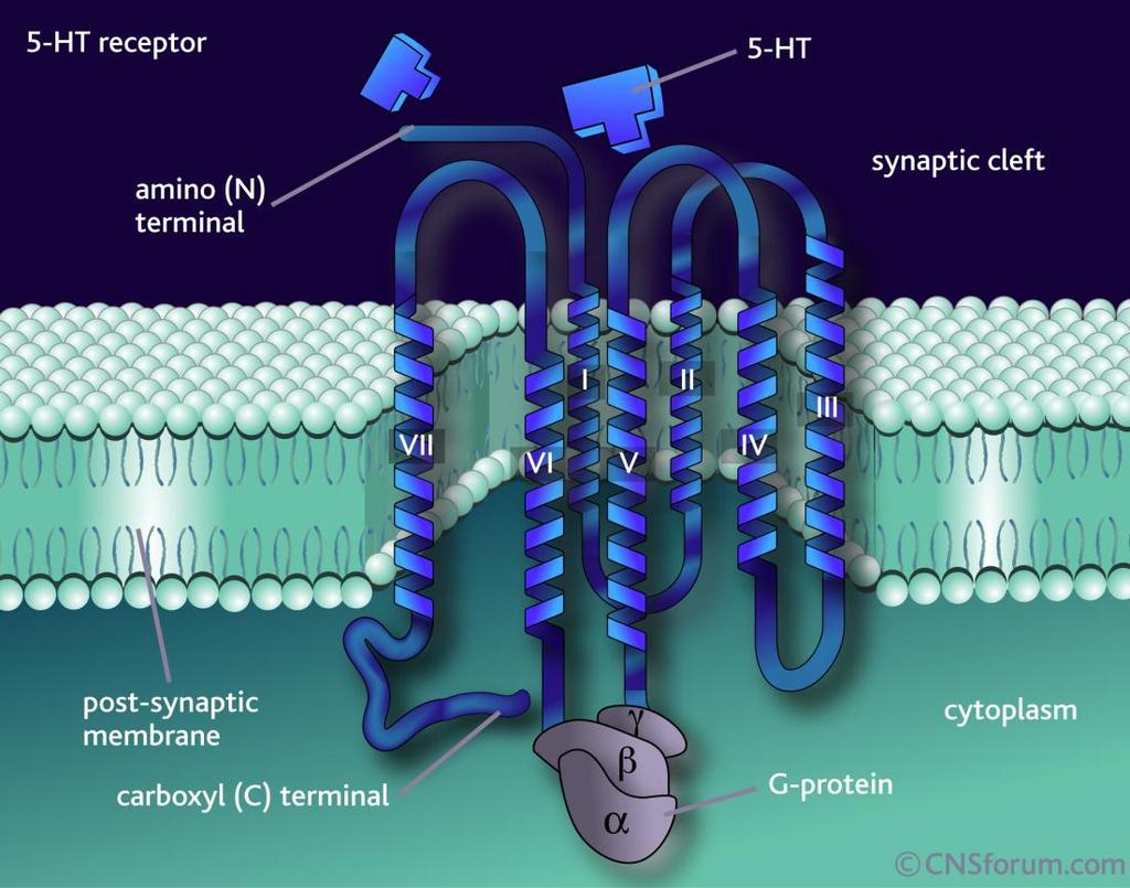 Receptores acoplados a proteinas G (GPCR) Son proteínas transmembranales. Conocidas como receptores 7TM. Regiones inmersas en la membrana son conservadas.
