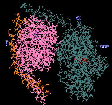 2. Proteínas G heterotriméricas Compuesta de tres subunidades: α subunidad: 39-46 kd Actividad GTPasa hidroliza al GTP Interactúa con receptores de membrana β subunidad: 35-39 kd γ subunidad: