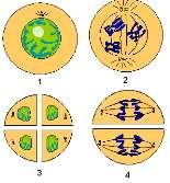 4. La siguiente figura muestra las fases de la meiosis I y II para una célula 2n=4. Identifique cada una de ellas según el número que corresponda y anote su respuesta en el espacio asignado.