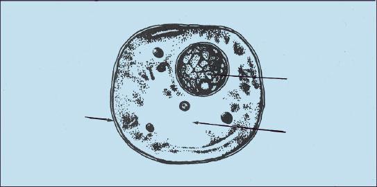 Membrana Citoplasma Núcleo La célula El núcleo es la parte de la célula que contiene los genes, elementos que harán posible la reproducción y la formación de nuevas células.