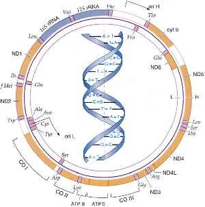 Figura 6- Esquema del ADN mitocondrial.