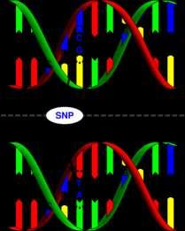 -Polimorfismo de un único nucleótido. Llamados SNPs (por sus siglas en inglés, Single Nucleotide Polimorphism), son cambios de una única base.