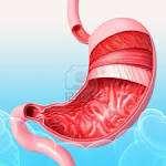 Luego de pasar por el esófago, llega al estómago, que es un saco muscular que tiene tres funciones básicas: recibe los alimentos que llegan desde el esófago y los descarga lentamente hacia el