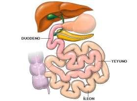 La masa alimenticia se denomina ahora QUIMO. Luego de un tiempo en el estómago, el quimo pasa al INTESTINO DELGADO por medio de una válvula (PILORO) que no deja regresar el alimento hacia el estómago.