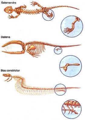 La anatomía comparada también revela la existencia de órganos vestigiales.