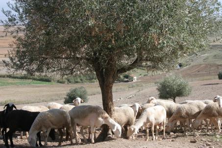Como máximo en producción ecológica puede haber 13 ovejas por ha, en la Finca