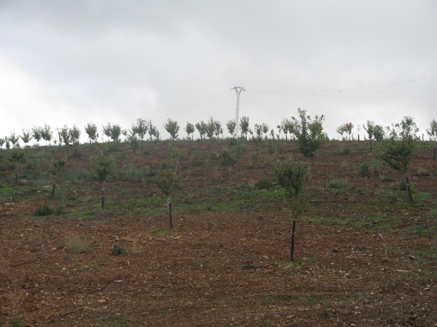 Situación de las Nuevas plantaciones El castaño en Extremadura. Un cultivo en auge (Villuercas, Jerte, La Vera y Valle de Ambroz) Un dato indicativo.