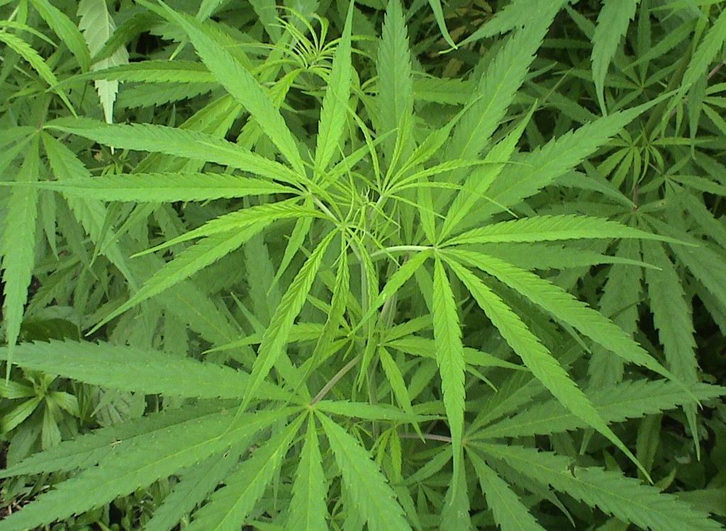 Decomisos de drogas Cantidad decomisada según provincia por tipo de droga y de sustancia química controlada Enero 217 Provincia Cocaína (kg) piedras* Plantas de Cannabis picadura (kg) Hachís**** (kg)