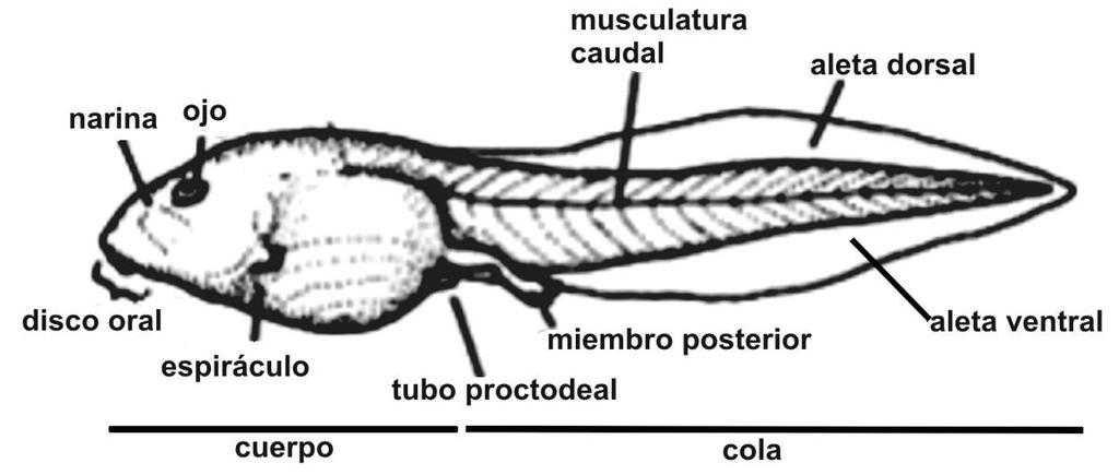 Coloque al renacuajo bajo lupa en vista ventral y observe el disco oral: identifique las papilas marginales, el pico córneo (rostrodonte) y las hileras de dentículos