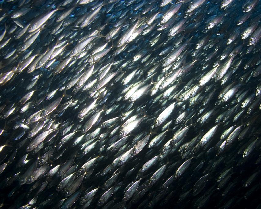 Riqueza y productividad Exequiel Ezcurra Centenares de toneladas de sardinas se concentran en los grandes cardúmenes del Golfo de California.