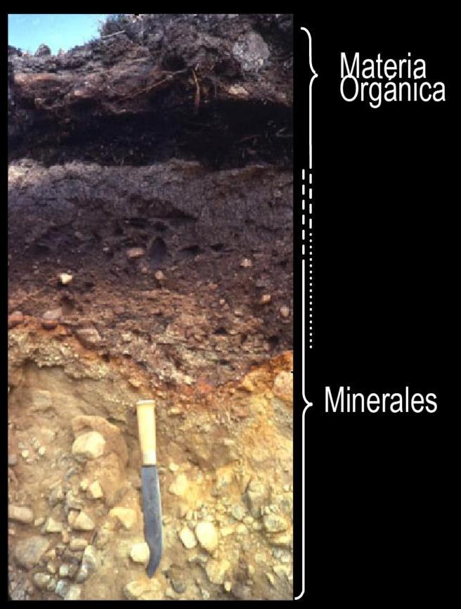 Horizonte C: Compuesto por rocas y minerales fragmentados y meteorizados de los cuales se