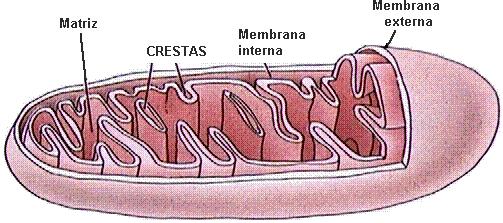 CLOROPLASTOS: es un orgánulo exclusivo de las células vegetales.