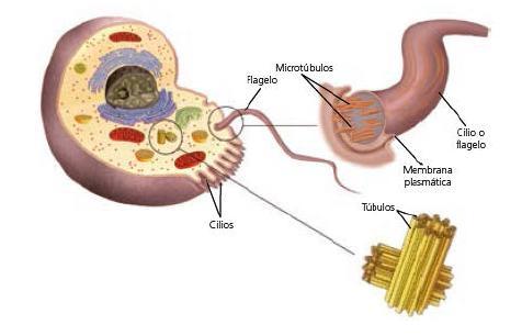 4.2. Los orgánulos celulares(iii) MOVIMIENTO CELULAR Por medio de cilios y flagelos Los cilios y los flagelos son unos orgánulos móviles formados a partir de fibras de proteínas del citoesqueleto,