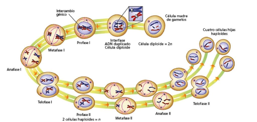 5. LA DIVISIÓN CELULAR 5.2. La meiosis Es un tipo especial de división, tras la cual se obtienen cuatro células hijas con la mitad de la dotación cromosómica de la célula madre.