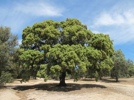 ENCINA: resistente a la sequía, se adapta a todo tipo de suelos -> es el árbol más