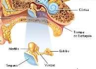 OÍDO MEDIO Está constituido por La caja del tímpano La trompa de eustaquio El oído medio es un espacio hueco llamado caja del tímpano y está separado del oído externo por una membrana redondeada