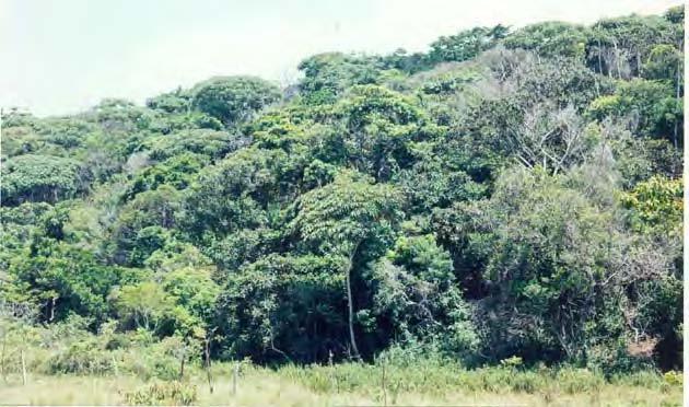 gura 4); los más altos miden menos de 30 m. Se caracteriza por la pérdida de alrededor de la mitad de las hojas de los árboles en la época seca.