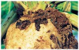 El nombre vulgar proviene de su hábito de alimentarse por las noches; generalmente las larvas pasan el día enterradas en los primeros centímetros de suelo y entre las hojas secas, al atardecer suben